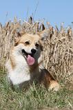 CORGI PEMBROKE 034